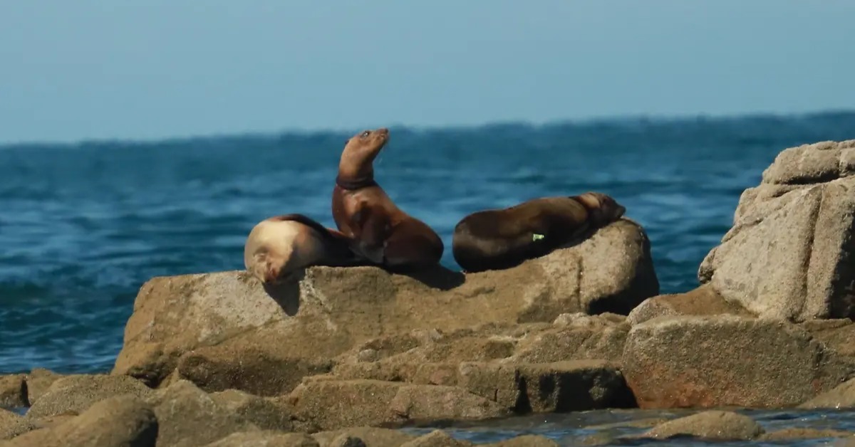 Sea lion decline puts fresh focus on Mexico’s coasts