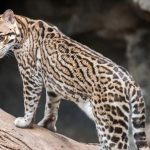 Wild Ocelot Killed on Playa del Carmen Toll Road