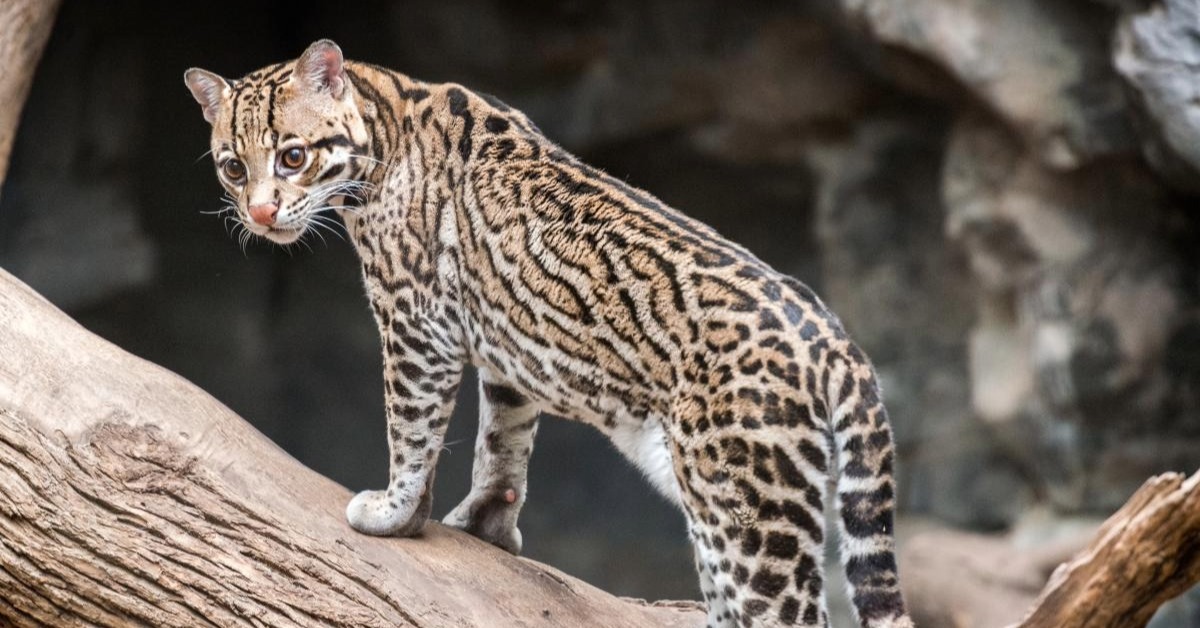 Wild Ocelot Killed on Playa del Carmen Toll Road