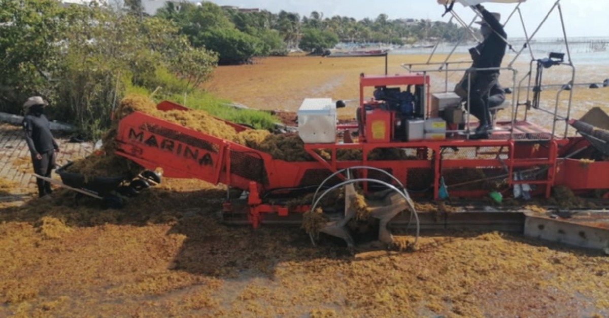55 Quintana Roo beaches now have excessive sargassum