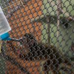 After Animalandia Raid, Big Cats and Primates Recover