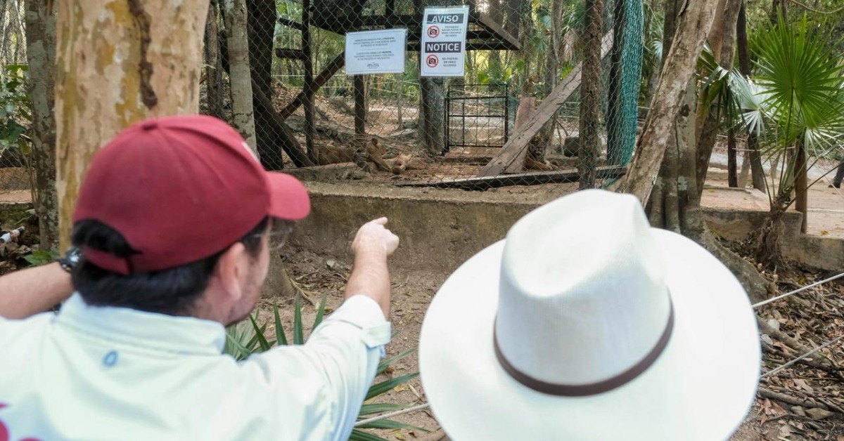 After Animalandia Raid, Big Cats and Primates Recover - cats