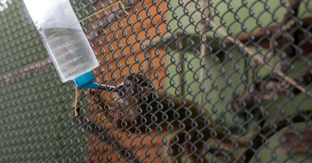 After Animalandia Raid, Big Cats and Primates Recover