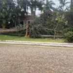 Ajijic Crews Rush to Clear Trees After Sudden Storm