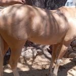 Ajijic Horse Operator Fights to Recover Seized Animals