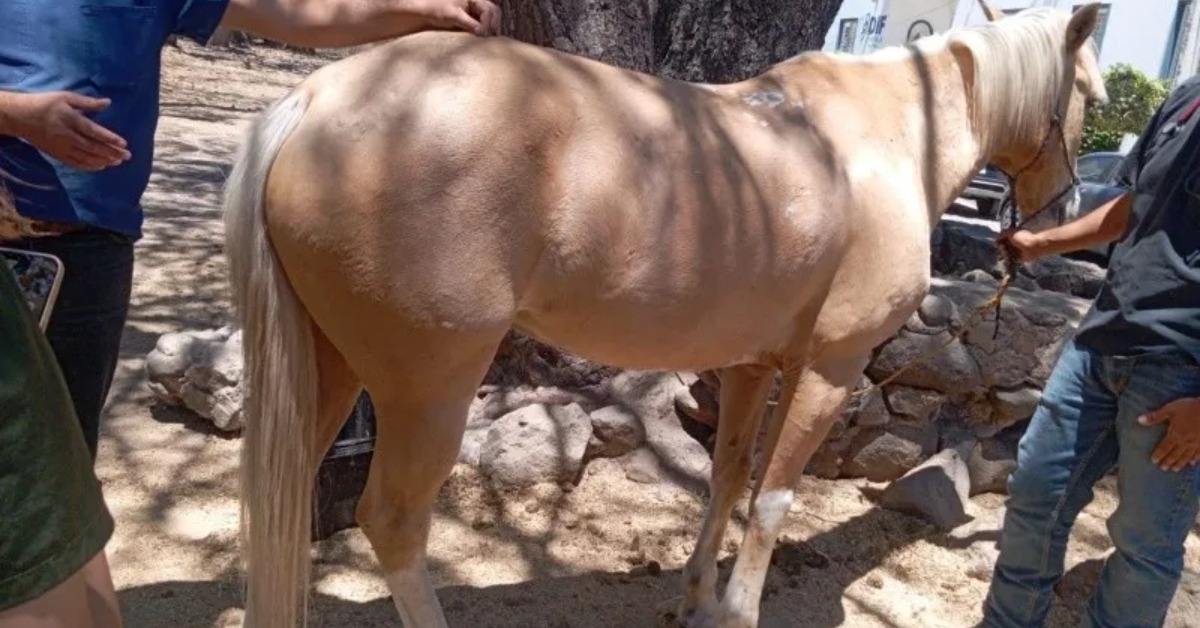 Ajijic Horse Operator Fights to Recover Seized Animals