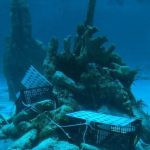 Artificial Reef Plan Seeks to Protect Caribbean Corals