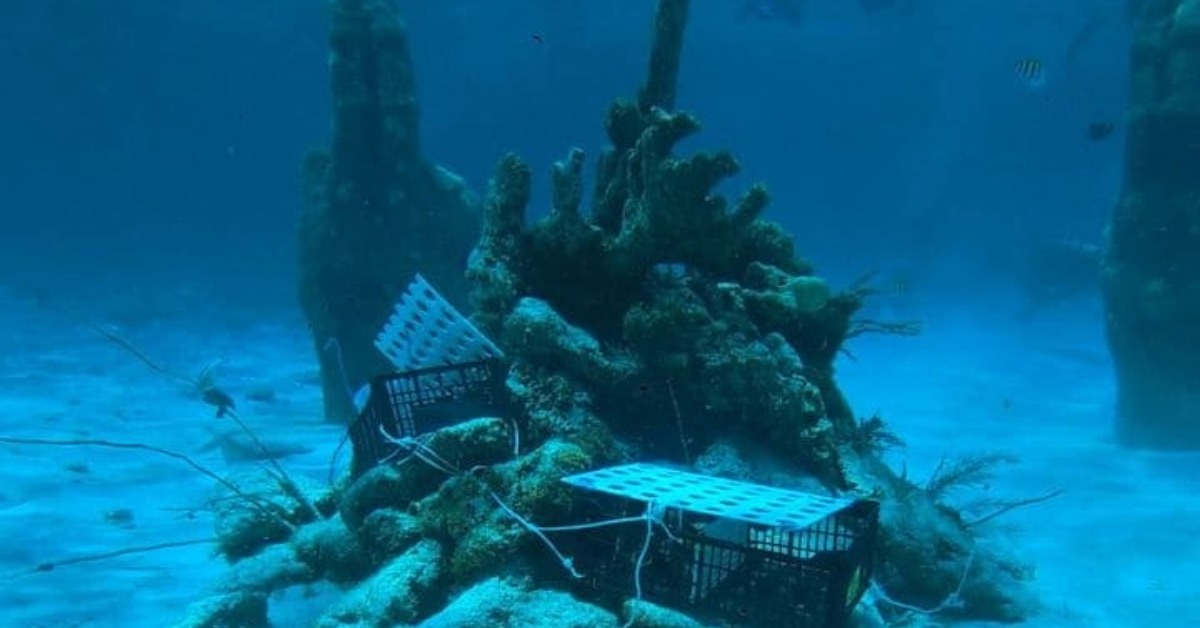 Artificial Reef Plan Seeks to Protect Caribbean Corals