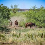Bison Return to Sonora After 200 Years in the Wild