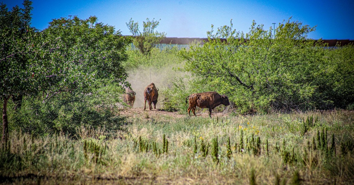 Bison Return to Sonora After 200 Years in the Wild