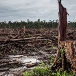 Deforestation