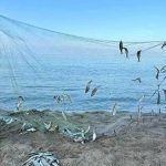 El Niño Could Disrupt Vallarta Area Fish Catches