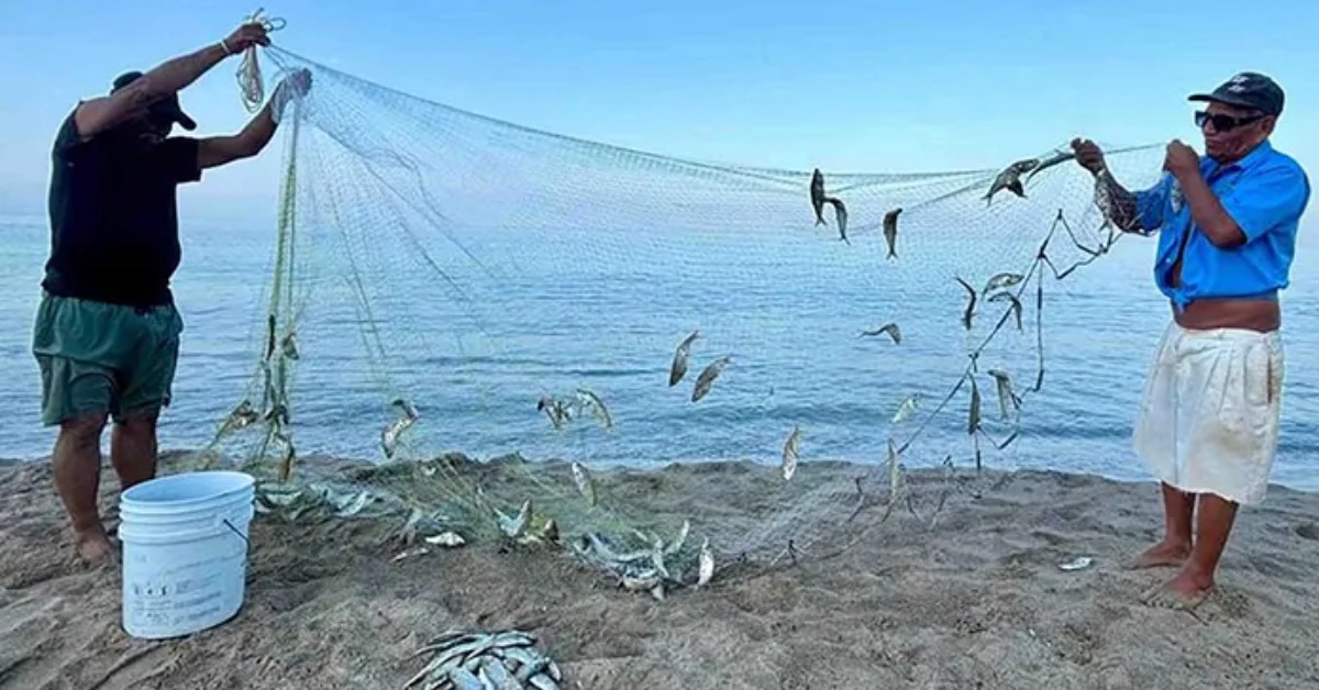 El Niño Could Disrupt Vallarta Area Fish Catches