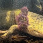 Five Wild Axolotls Found in Mexico City Wetland