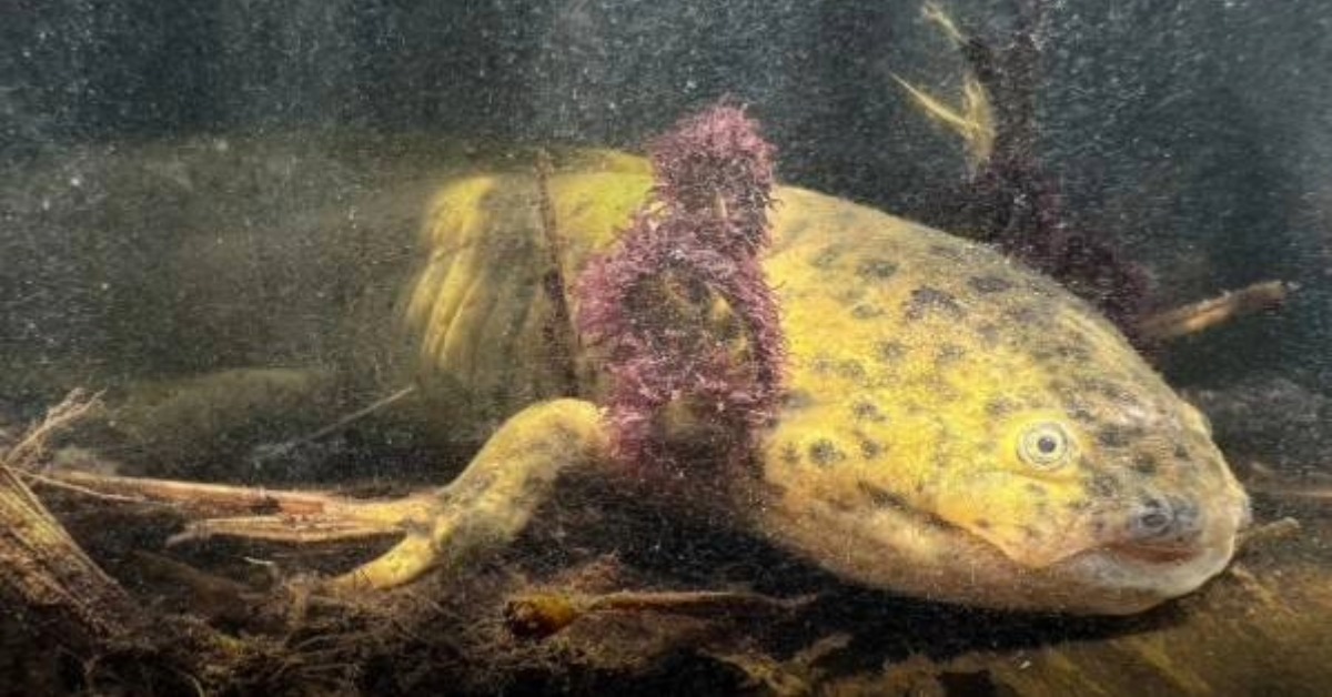 Five Wild Axolotls Found in Mexico City Wetland