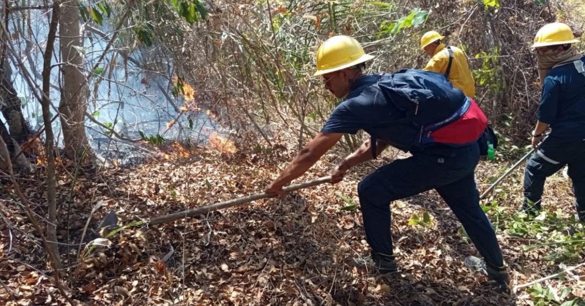Forest Fire Sweeps Palmares Beach Burning 15 Hectares