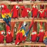 Former Xcaret Worker Alleges Animal Mistreatment in Shows
