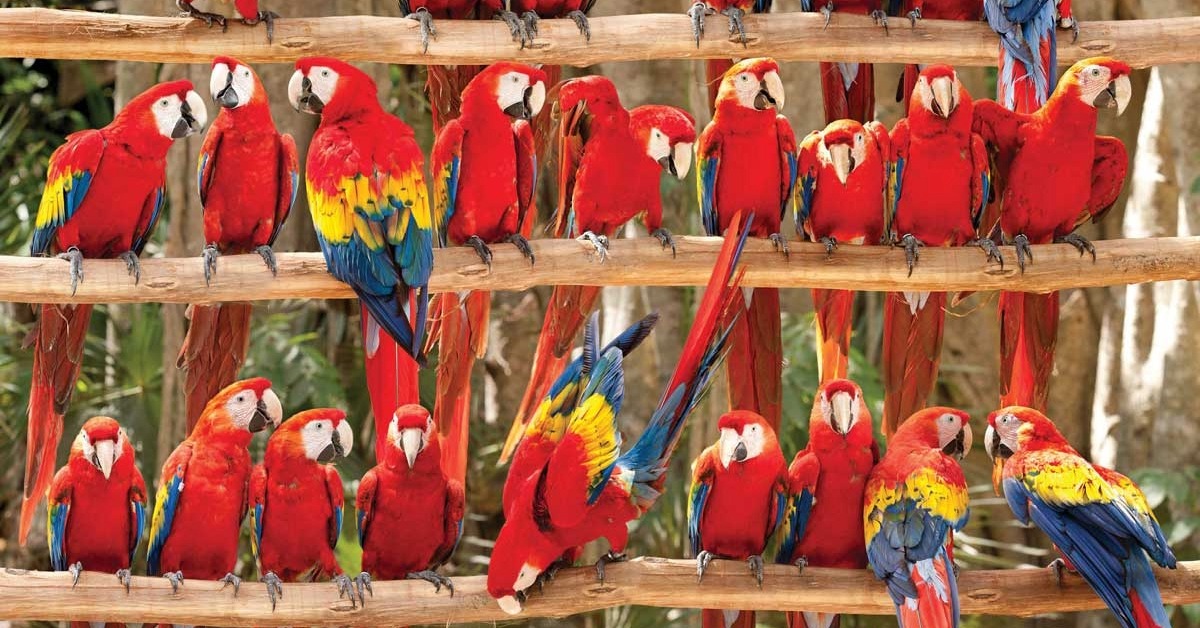 Former Xcaret Worker Alleges Animal Mistreatment in Shows