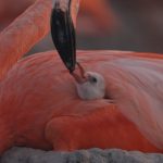 Free Flamingo Documentary Screenings Come to Yucatán