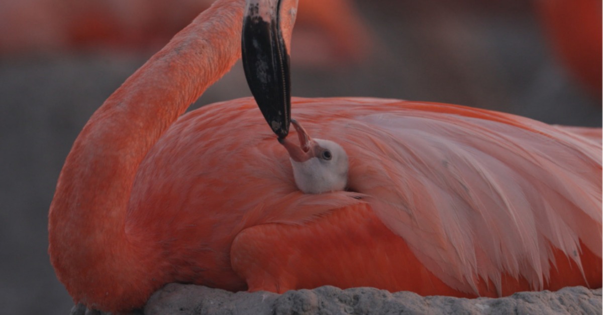 Free Flamingo Documentary Screenings Come to Yucatán