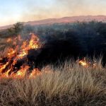 Guanajuato Fires Have Burned 11,500 Hectares in 2026