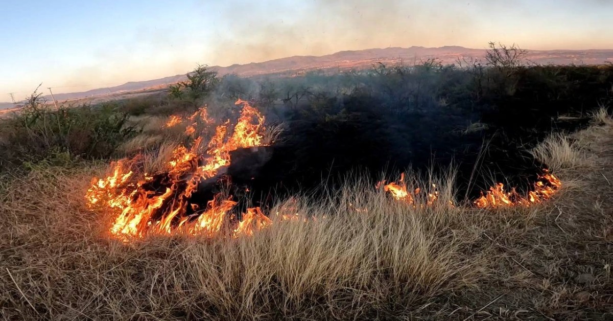Guanajuato Fires Have Burned 11,500 Hectares in 2026