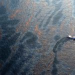 Gulf oil spill study reveals whale and dolphin decline