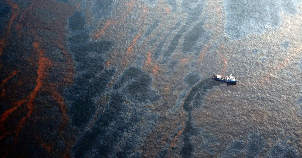 Gulf oil spill study reveals whale and dolphin decline