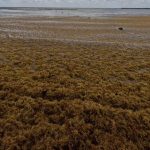 Heavy Sargassum Clouds Playa del Carmen and Tulum Beaches