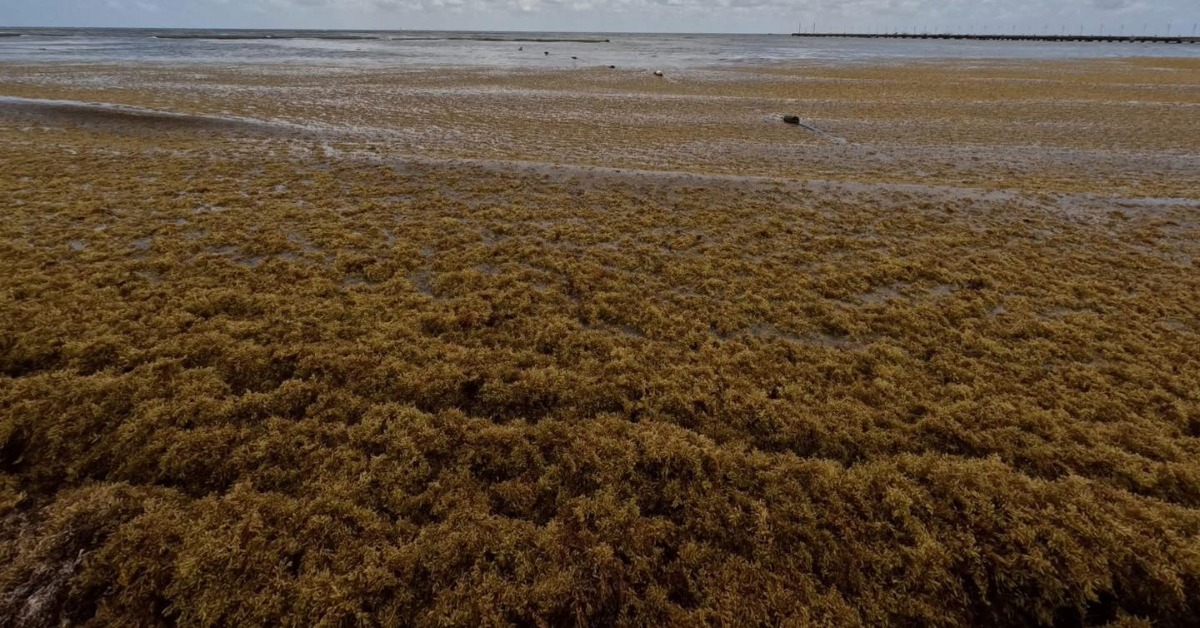 Heavy Sargassum Clouds Playa del Carmen and Tulum Beaches