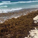 How Cancún Sargassum Reports Can Mislead Beachgoers