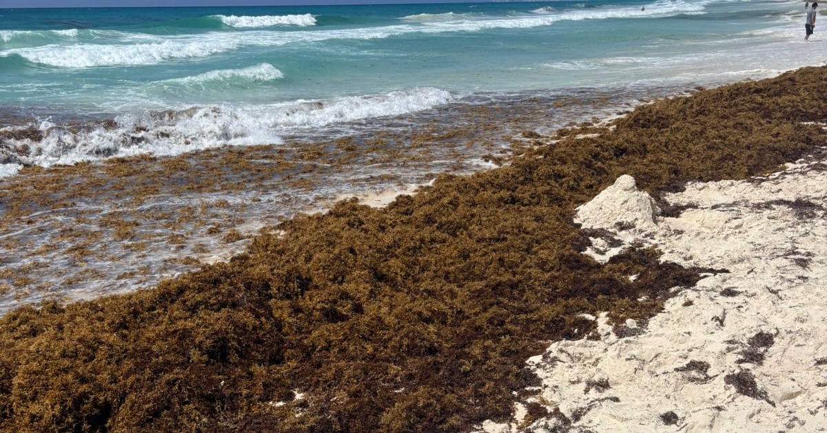 How Cancún Sargassum Reports Can Mislead Beachgoers