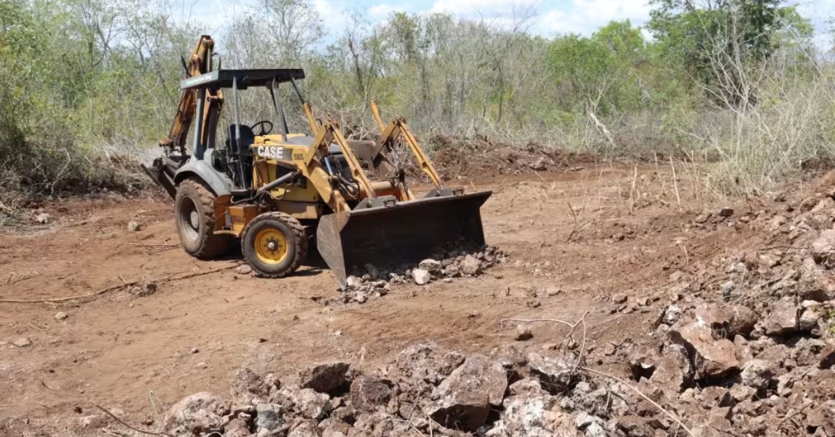 Illegal Clearing in Mérida Reserve Ends With Seizure