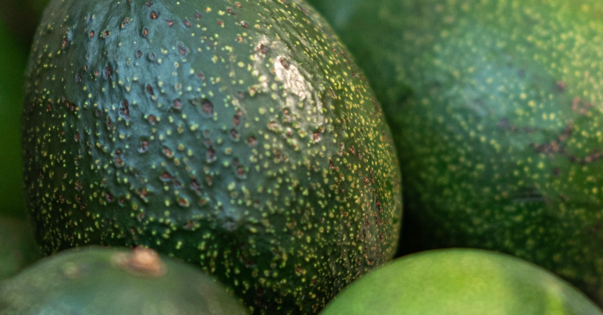 Jalisco wants to reclaim the guacamole world record