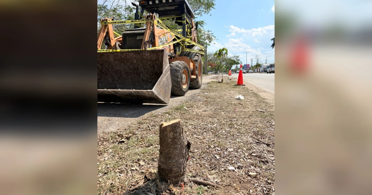 Mérida Gas Station Pays Record Fine for Felled Trees