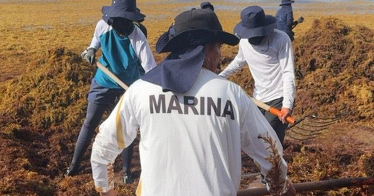 Mexico Navy Expands Sargassum Fight Along Caribbean