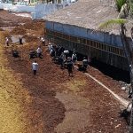Mexico’s Sargassum Crisis Is Getting Harder to Ignore