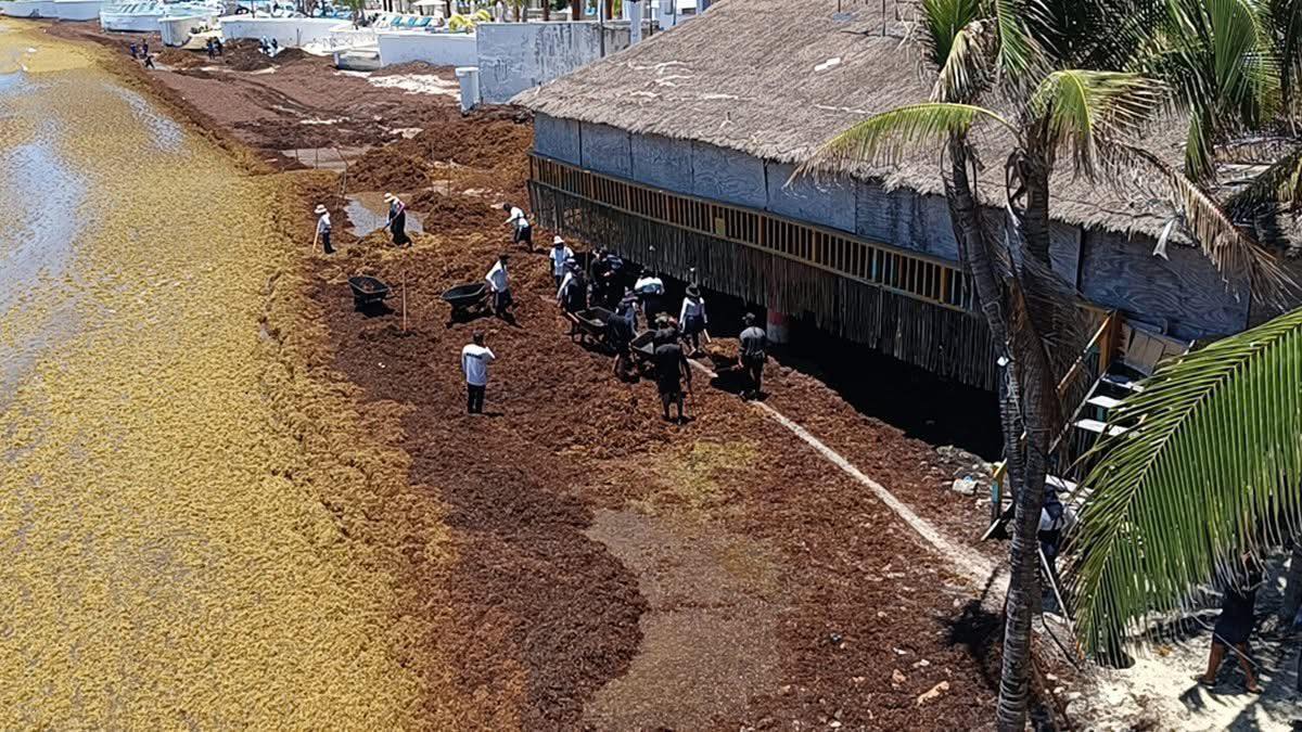 Mexico’s Sargassum Crisis Is Getting Harder to Ignore