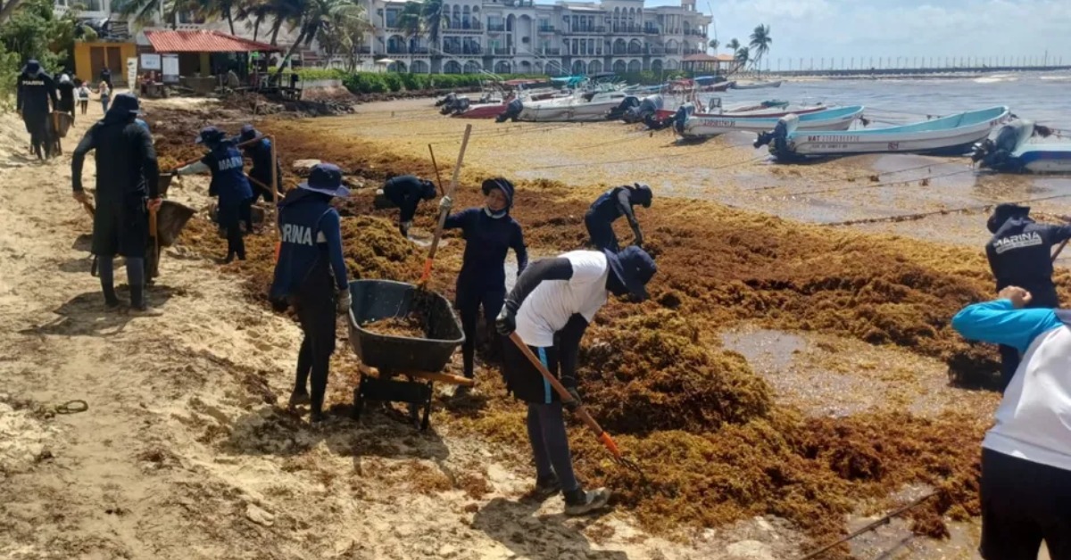 More than 90,000 tons of floating sargassum heading to Quintana Roo