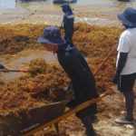 Navy Says 39,500 Tons of Sargassum Cleared in Quintana Roo