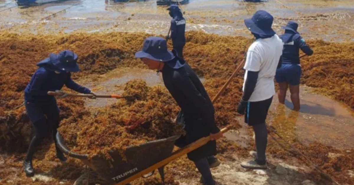 Navy Says 39,500 Tons of Sargassum Cleared in Quintana Roo
