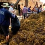 Playa del Carmen Braces for Heavier Sargassum Season