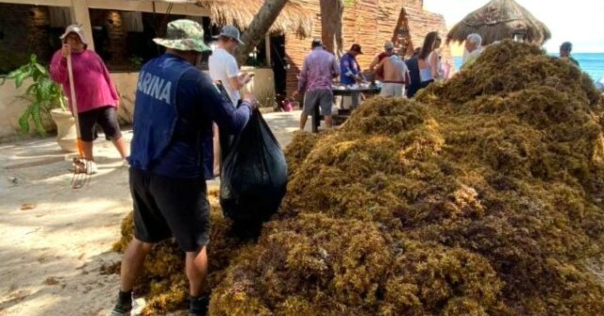 Playa del Carmen Braces for Heavier Sargassum Season