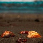Playa del Carmen Warns Tourists Over Beach Shells
