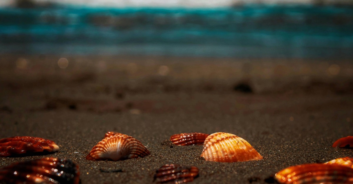 Playa del Carmen Warns Tourists Over Beach Shells