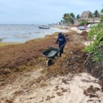 Playa del Carmen has 250 workers clearing sargassum