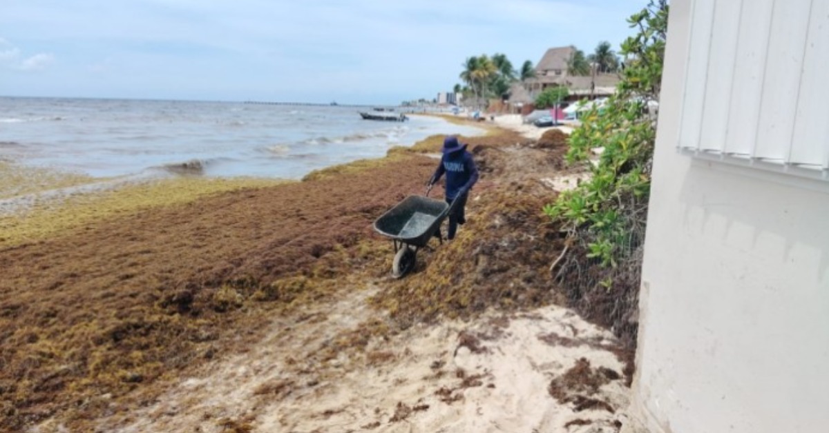 Playa del Carmen has 250 workers clearing sargassum