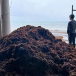 Playa del Carmen’s Sargassum Fight May Get Costlier