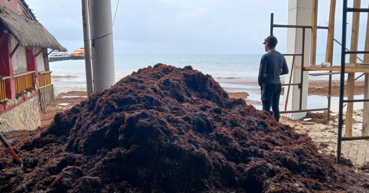 Playa del Carmen’s Sargassum Fight May Get Costlier