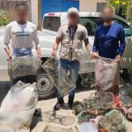 Profepa Closes Work Sites to Protect Vallarta Turtle